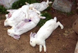 Síntomas y tratamiento de la enfermedad hemorrágica del conejo.