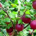 Mô tả và đặc điểm của giống dâu tây Kolobok, cách trồng và chăm sóc