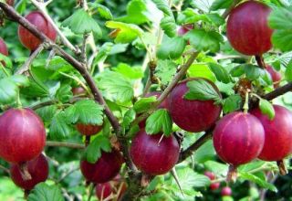 Description and characteristics of the Kolobok gooseberry variety, planting and care