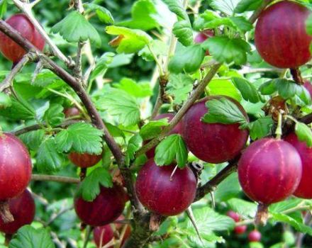 Description and characteristics of the Kolobok gooseberry variety, planting and care