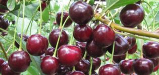 A Kharitonovskaya cseresznyefajta előnyeinek és hátrányainak, valamint a termés jellemzőinek leírása