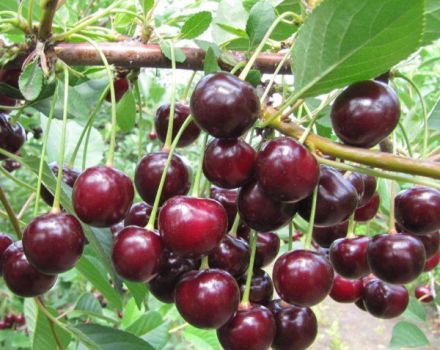 Descrizione dei vantaggi e degli svantaggi della varietà di ciliegie Kharitonovskaya e delle caratteristiche della resa