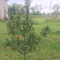 Why the apple tree does not grow in height on the site after planting and what to do