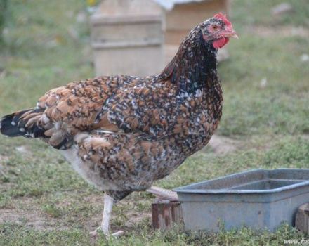 A Livensky calico csirkék fajtájának leírása és jellemzői, a tartalomra vonatkozó követelmények