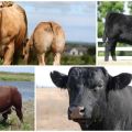 Opis a charakteristika hovädzieho dobytka bez rohov, plemien top 5 a ich obsahu