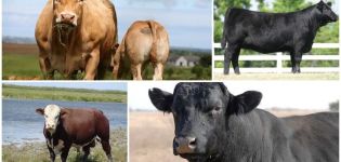 Opis a charakteristika hovädzieho dobytka bez rohov, plemien top 5 a ich obsahu