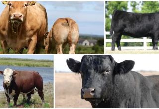 Descripción y características de las vacas sin cuernos, las 5 mejores razas y su contenido.