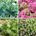 Beschreibung der Sorten und Arten von Stonecrop (Sedum) -Blumen, Pflanzen und Pflege auf freiem Feld