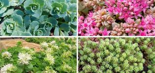 Descripció de varietats i tipus de flors, plantació i cura de les pedreres (sedum) en camp obert