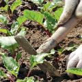 أسرار وتقنيات زراعية خطوة بخطوة لنمو ورعاية البنجر في الحقول المفتوحة