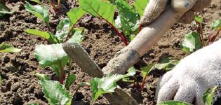 Secrets and step-by-step agricultural techniques for growing and caring for beets in the open field