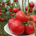 Descripción de la variedad de tomate vino Frambuesa, sus características y rendimiento.