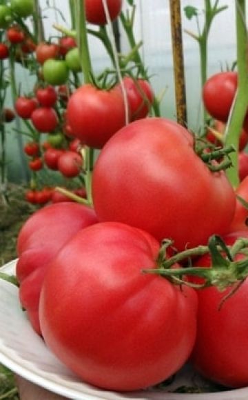 Beskrivelse af tomatsorten Hindbærvin, dens egenskaber og udbytte