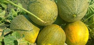 Description variety of melon Cinderella, its characteristics and yield