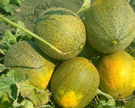 Descripción variedad de melón Cenicienta, sus características y rendimiento.