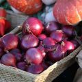Carmen soğan çeşidinin tanımı, yetiştirme ve bakım özellikleri
