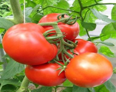 Opis odrody rajčiakov Kupchikha, jej výhody a pestovanie
