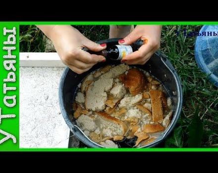 Come preparare e nutrire correttamente i cetrioli con l'infuso di pane