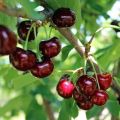 Paglalarawan ng hybrid na Miracle cherry at ang mga pollinator, mga tampok ng pagtatanim at pangangalaga