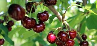 Beskrivelse af hybrid Miracle-kirsebær og dens pollinerende, plantende og plejefunktioner