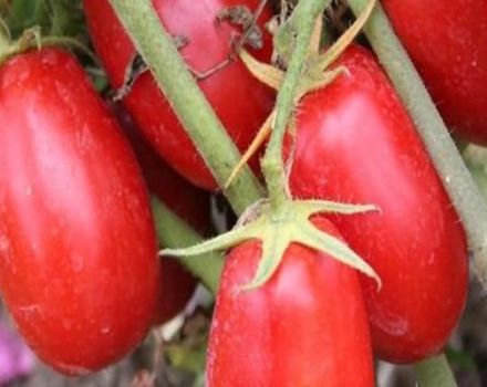 Descripción del tomate Solokha y características de la variedad.