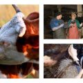 Знакови једења кравље постељице након порођаја, лечења и последице