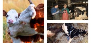 Známky jesť placentu kravy po pôrode, liečbe a následky