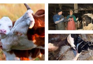 Karvės placentos valgymo po gimdymo požymiai, gydymas ir pasekmės