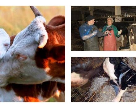 Oznaki jedzenia łożyska krowy po porodzie, leczenie i konsekwencje