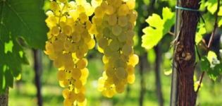 Opis i karakteristike sorti grožđa Chasselas, pravila sadnje i njege