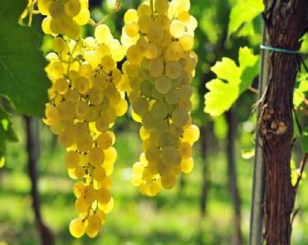 „Chasselas“ vynuogių veislių aprašymas ir savybės, sodinimo ir priežiūros taisyklės