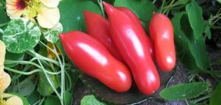 Kenmerken en beschrijving van de tomatenvariëteit Casanova, de opbrengst