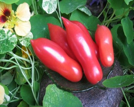 Characteristics and description of the Casanova tomato variety, its yield