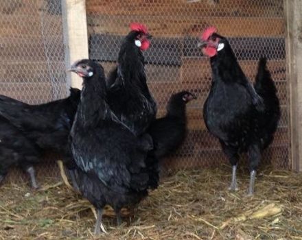 Opis i subtelności trzymania kurczaków rasy Barbesier