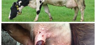 Symptômes et traitement des verrues du pis chez une vache, prévention