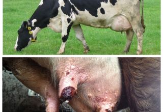 La prevenció dels símptomes i el tractament de les berrugues d'úbre en una vaca