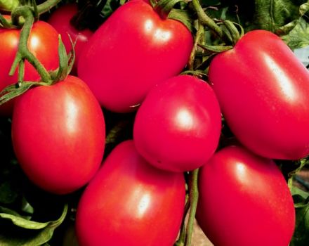 Egenskaber og beskrivelse af De Barao tomater