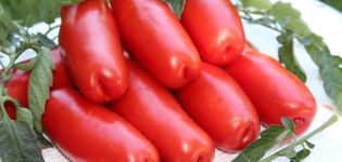 Zemu augošo tomātu malkas šķirnes apraksts un tās īpašības
