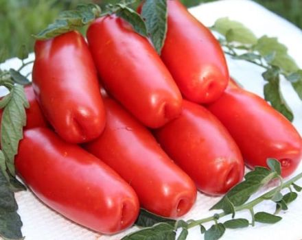 Beschrijving van de variëteit aan laagblijvende tomaten Brandhout en zijn kenmerken