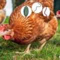 Sintomi di vermi nei polli e trattamento a casa, metodi di prevenzione