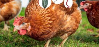 Symptoms of worms in chickens and treatment at home, prevention methods