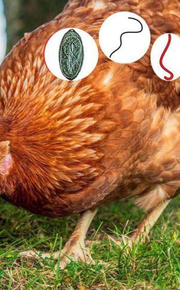 Csirke férgek tünetei és otthoni kezelés, megelőzési módszerek