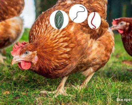 Csirke férgek tünetei és otthoni kezelés, megelőzési módszerek