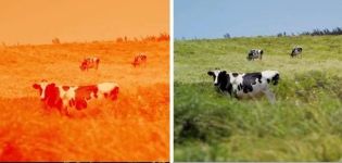 Rozlišují krávy a býci mezi barvami a uspořádáním očí, jsou slepí