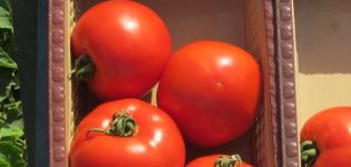 Opis odmiany pomidora Florida F1 i jej właściwości