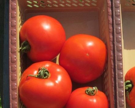 Beskrivelse af tomatsorten Florida F1 og dens egenskaber