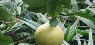 Panderoza citrona un mājas kopšanas apraksts
