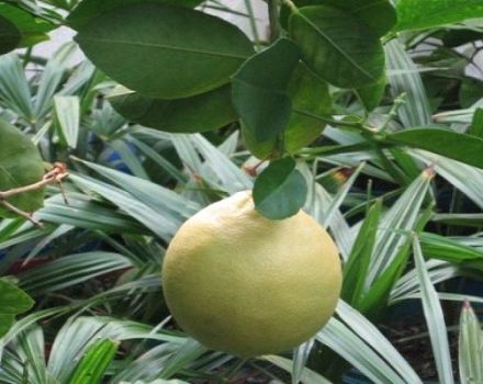 Opis citrónovej a domácej starostlivosti o citrón Panderoza