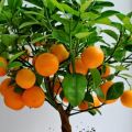 How to grow and care for tangerines at home