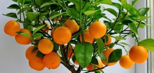 Cómo cultivar y cuidar mandarinas en casa.